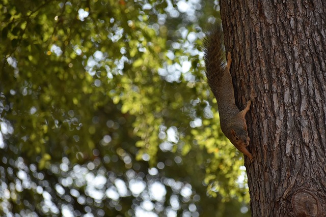 Sacha：巴黎没和布阿迪接触也没达成协议，里尔要价1亿